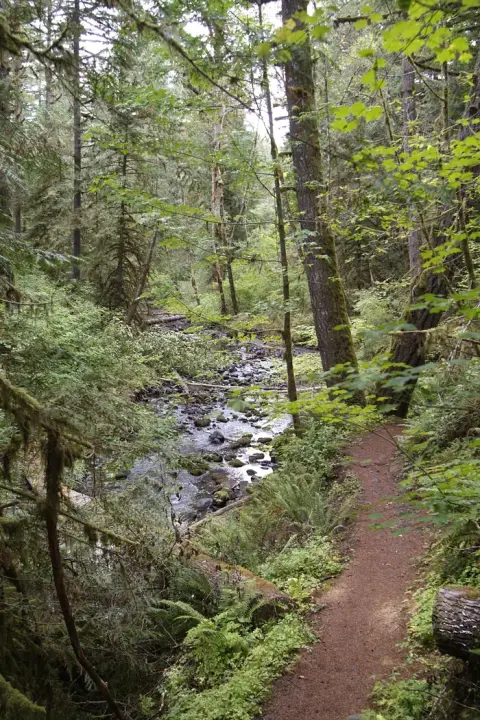 A narrow dirt trail runs alongside a small rocky stream through a lush green forest.