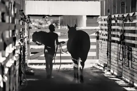 A person walks a horse down a barn aisleway carrying hay.