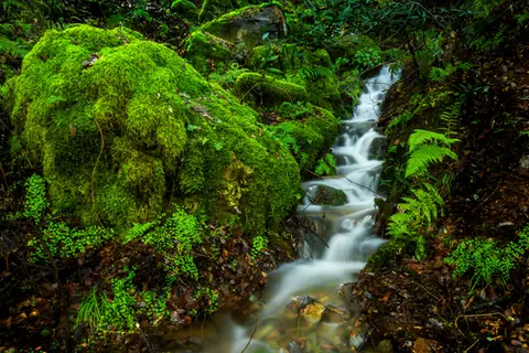 A small stream flows through a lush, mossy forest.