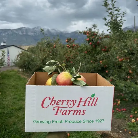 A box of freshly picked apples held in an orchard with mountains in the background.