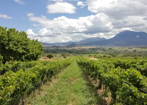 A vineyard with rows of green vines extends toward distant mountains under a partly cloudy sky.