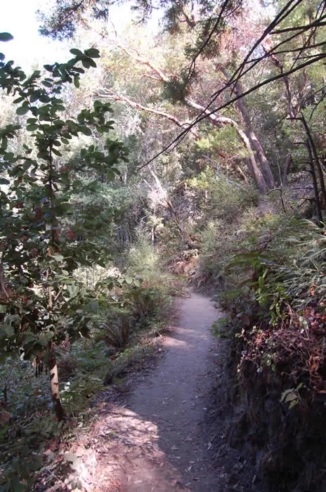 A narrow dirt path winds through a wooded area with dense trees and foliage.