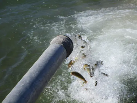 Fish being released from a pipe into a body of water.