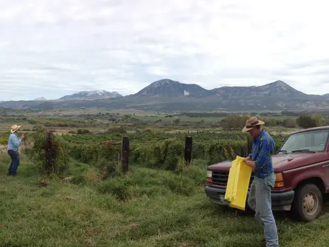 Two people working in a vineyard near a red truck with mountains in the background.
