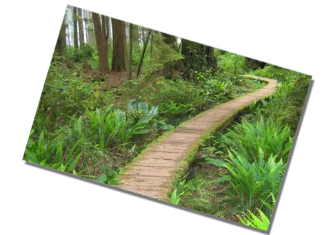 A wooden boardwalk winds through a lush forest filled with ferns and tall trees.
