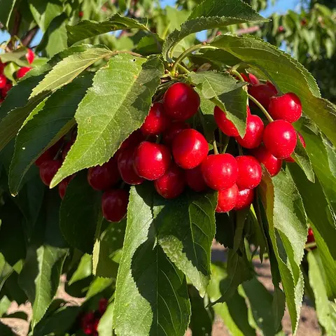 Ripe red cherries hanging from a tree branch with green leaves.
