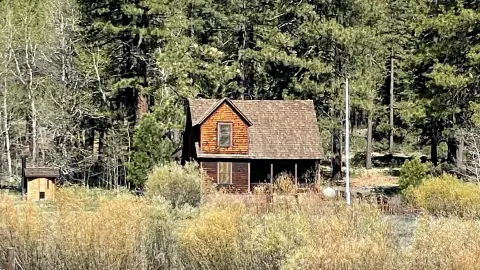 A wooden cabin sits surrounded by tall trees and brush.