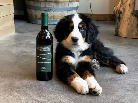 A Bernese Mountain Dog puppy lies next to a bottle of wine.