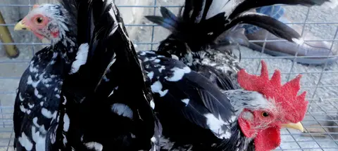 A close-up of chickens in a wire cage.