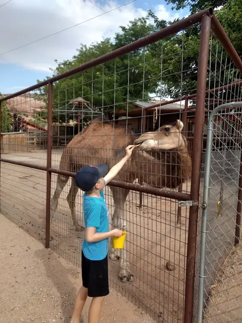 A child feeds a camel through a metal fence.