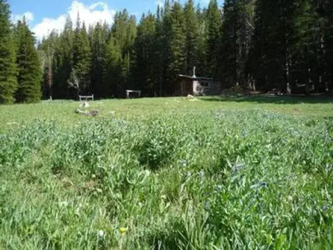A cabin sits in a green meadow surrounded by tall pine trees.