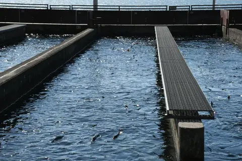 An outdoor fish hatchery raceway with water and swimming fish.