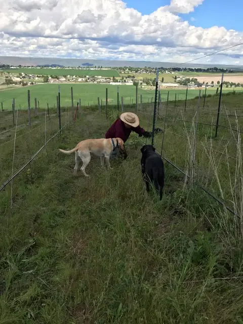 A person working in a hillside vineyard with two dogs.