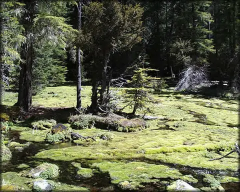 A moss-covered wetland with small streams flowing through a dense forest.