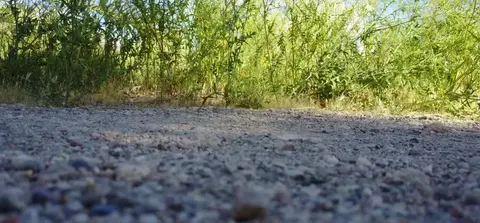 A low-angle close-up view of a gravel pathway lined with tall weeds.