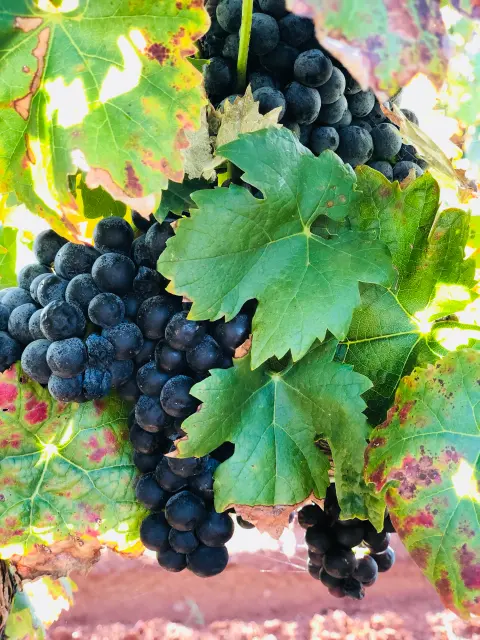 Grapes on vines at Callaghan Vineyards.