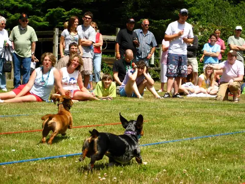 Two dachshunds race across a grassy field while a crowd of people watches.