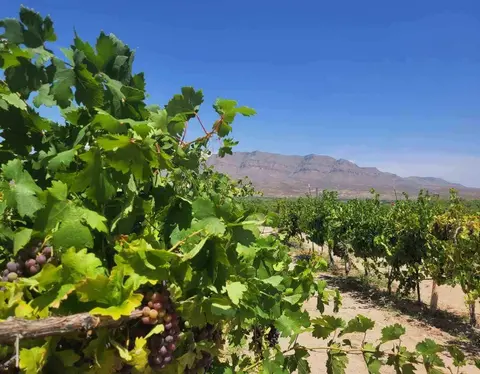 A vineyard with ripe grapes growing in rows under a blue sky.