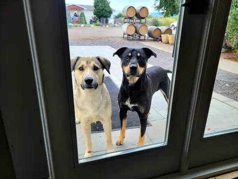 Two dogs stand outside a glass door, looking in.