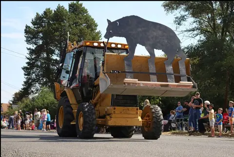 A backhoe loader carrying a metal bear cutout drives down a street past a crowd.