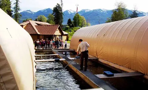 A person works at outdoor fish raceways with mountains in the background.