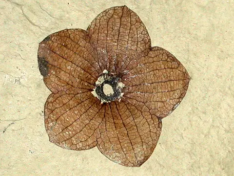 A fossilized flower embedded in stone.