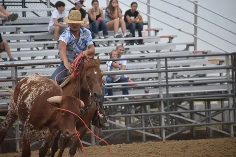 A cowboy on a horse ropes a steer in front of bleachers.