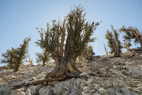 A rugged gnarled pine tree grows on a rocky hillside under a clear blue sky.