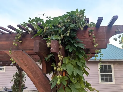 Green hop vines grow over a dark wooden pergola structure.