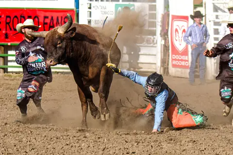 A bullfighter falls into the dirt as a bull runs past during a rodeo event.