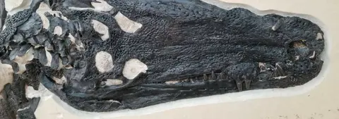 A close-up of a fossilized dinosaur skull mounted on a wall.