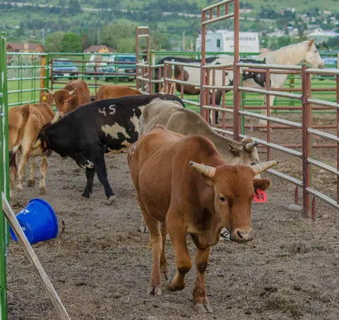 Cattle in an outdoor holding pen with metal gates.
