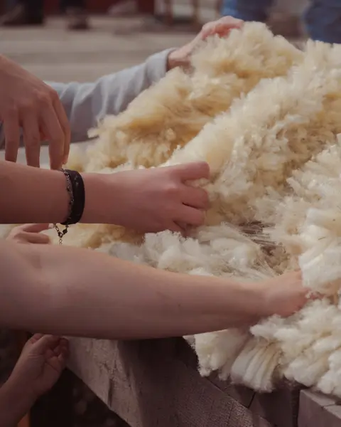 Hands touching raw sheep's wool on a table.
