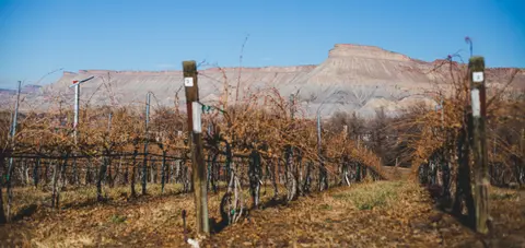 Rows of bare grapevines in a vineyard with rocky cliffs in the background.