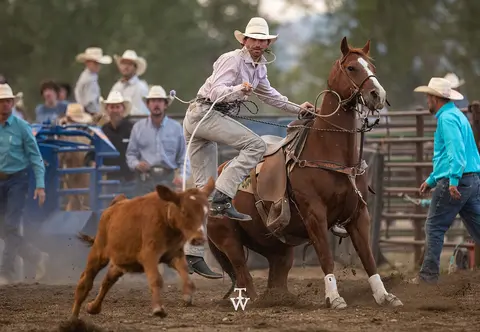 A cowboy on a horse working cattle in an arena.