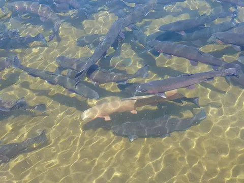Trout raceway, Crystal Lake Hatchery.