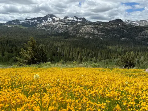 A scenic landscape view of a meadow of yellow wildflowers with a pine forest and snow-capped mountains in the background under a cloudy sky.