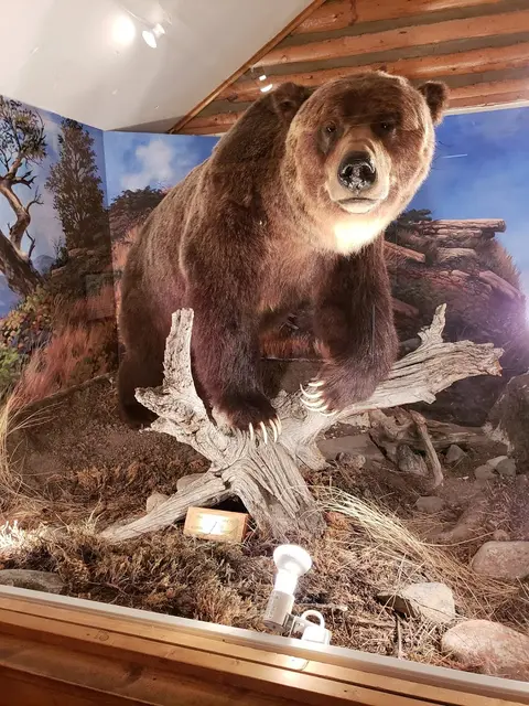 A taxidermy bear mount is displayed inside a museum diorama.