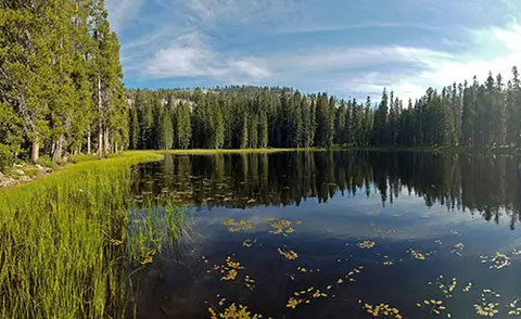 A scenic view of a calm lake surrounded by a dense forest under a blue sky.