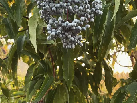 A close-up photo shows clusters of blue berries hanging among green leaves on a plant.