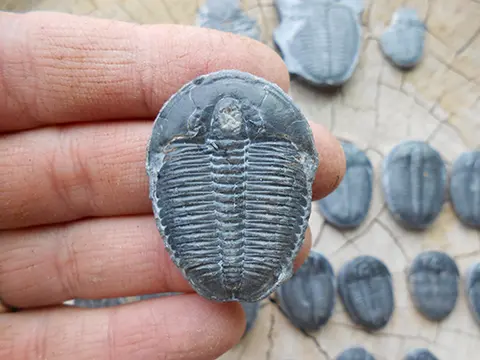 A person holds a trilobite fossil in their hand.