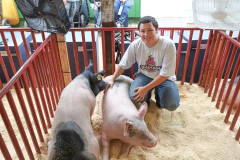 A young person kneels in a pen with two pigs on wood shavings.