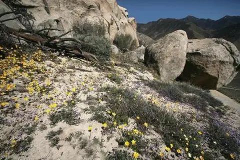 A landscape photograph showing yellow wildflowers blooming among rocks and mountains.