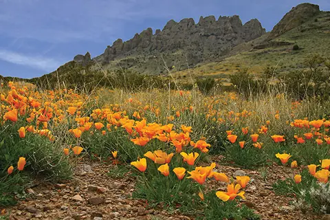 A field of bright orange wildflowers blooms before a rocky mountain ridge under a blue sky.