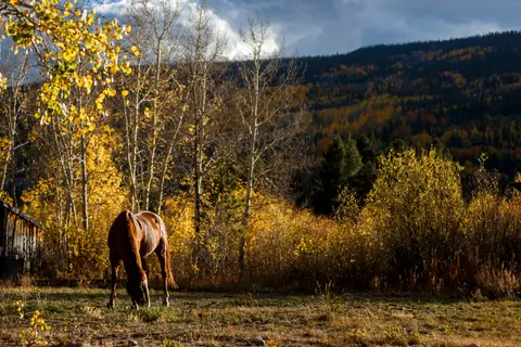 A horse grazes in a field surrounded by autumn foliage and mountains.