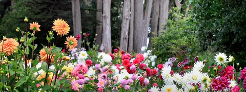 A colorful garden bed filled with blooming dahlias in various shades of orange, pink, red, and white.