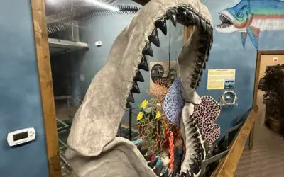 A large model of shark jaws on display indoors.
