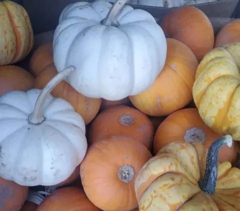A close-up photograph shows a bin filled with various pumpkins and gourds in white, orange, and yellow.