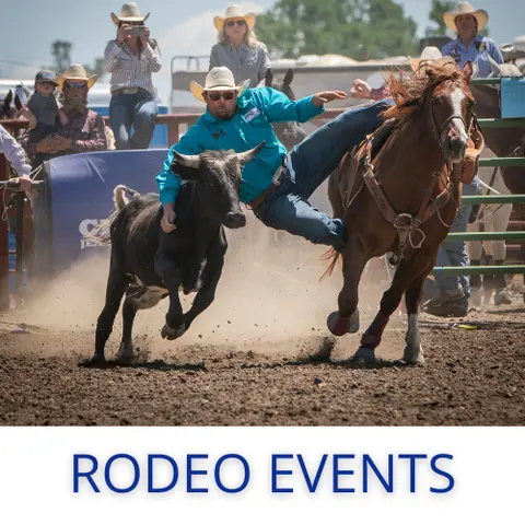 A cowboy wrestles a steer from a running horse at a rodeo event.
