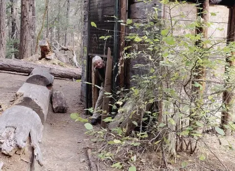 A person peeks out of a wooden structure in a forest.